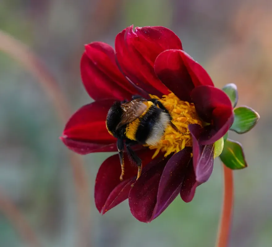 Vanaf nu beschikbaar | Dahlia (Dahlia ‘Mexican Star‘)