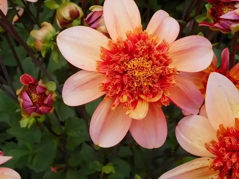 Dahlia (Dahlia ‘Totally Tangerine‘) | Speciale deal