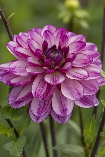 Dahlia (Dahlia ‘Seduction‘) | Bestseller