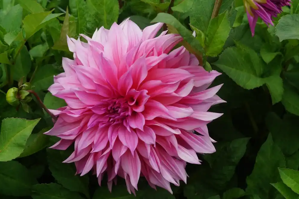 Voeg toe aan winkelwagen | Dahlia kopen? Dahlia ‘Café au Lait Rosé‘® altijd voordelig!