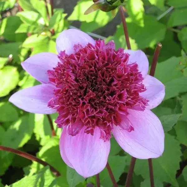 Dahlia (Dahlia ‘Blue Bayou‘) - Outlet