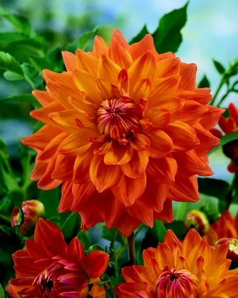 Scherpe prijs - Dahlia (Dahlia ‘Ace Summer Sunset‘)