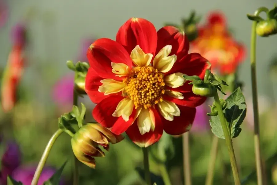 Dahlia (Dahlia ‘Pooh‘) | Korting