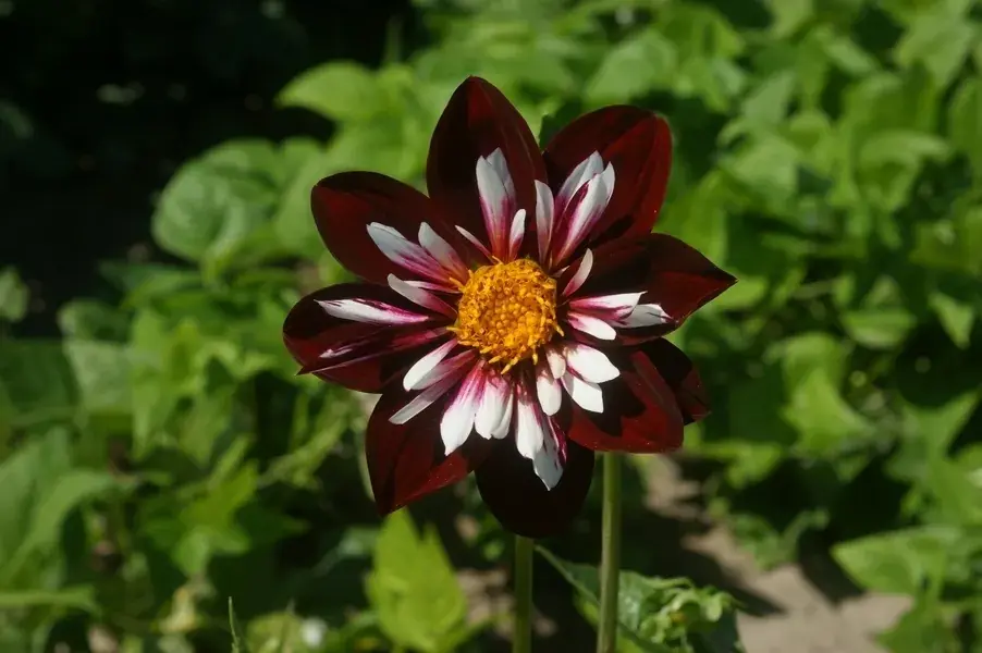 Dahlia (Dahlia ‘Night Butterfly‘) | Bespaar meer