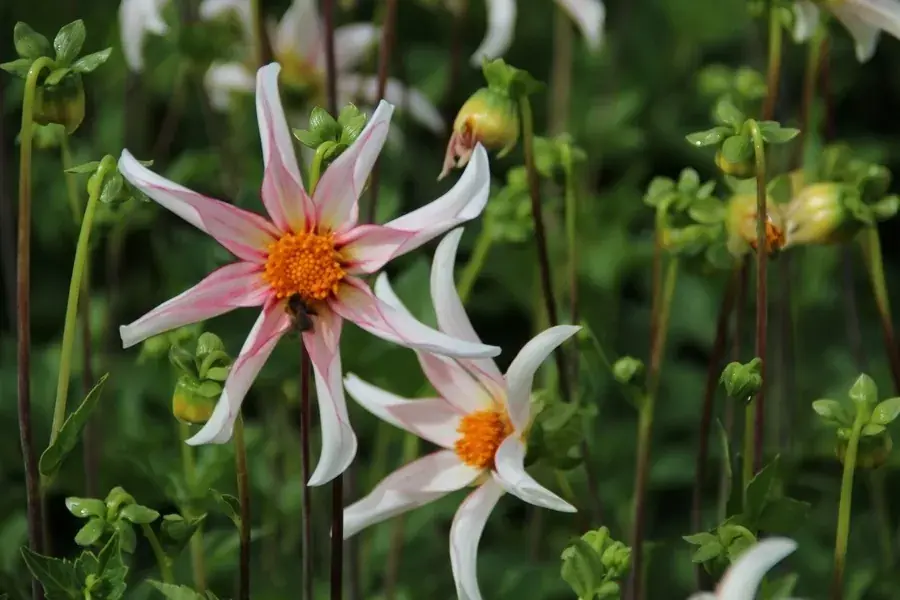 Klaar voor verzending | Dahlia (Dahlia ‘Honka Fragile‘)