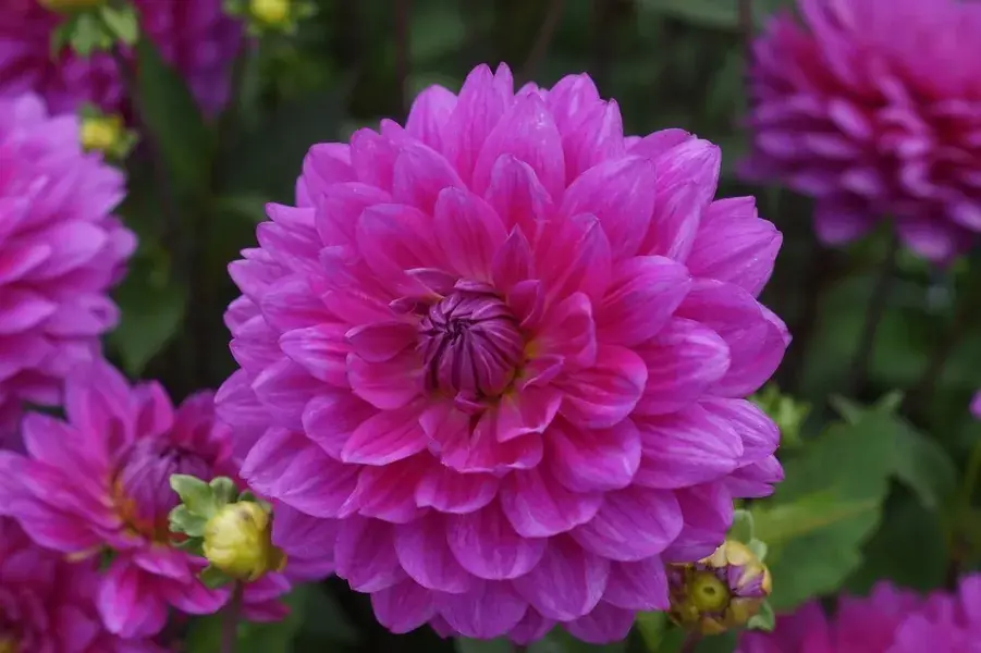 Slechts tijdelijk | Dahlia (Dahlia ‘G.H. Lammerse‘)