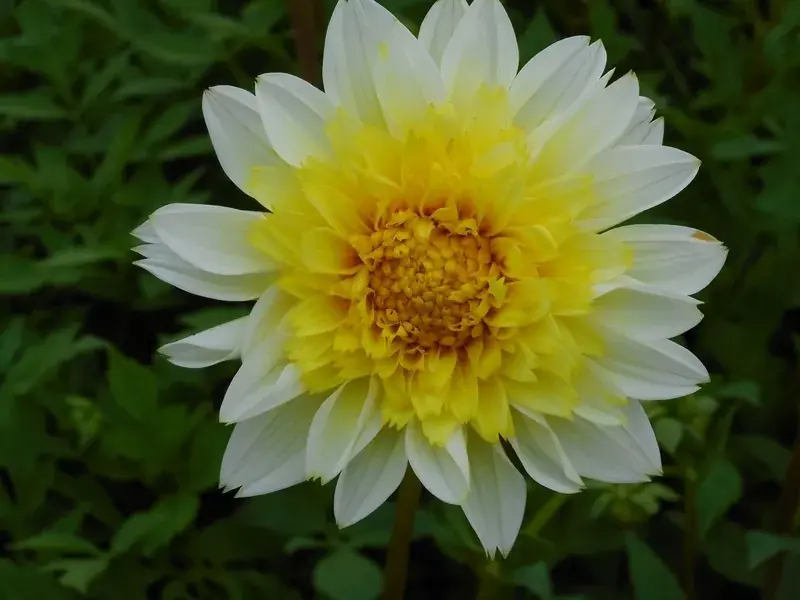 Dahlia (Dahlia ‘Freya‘s Paso Doble‘) - Uitverkoop