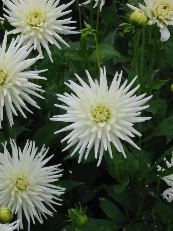 Dahlia (Dahlia ‘Playa Blanca‘) - Topdeal