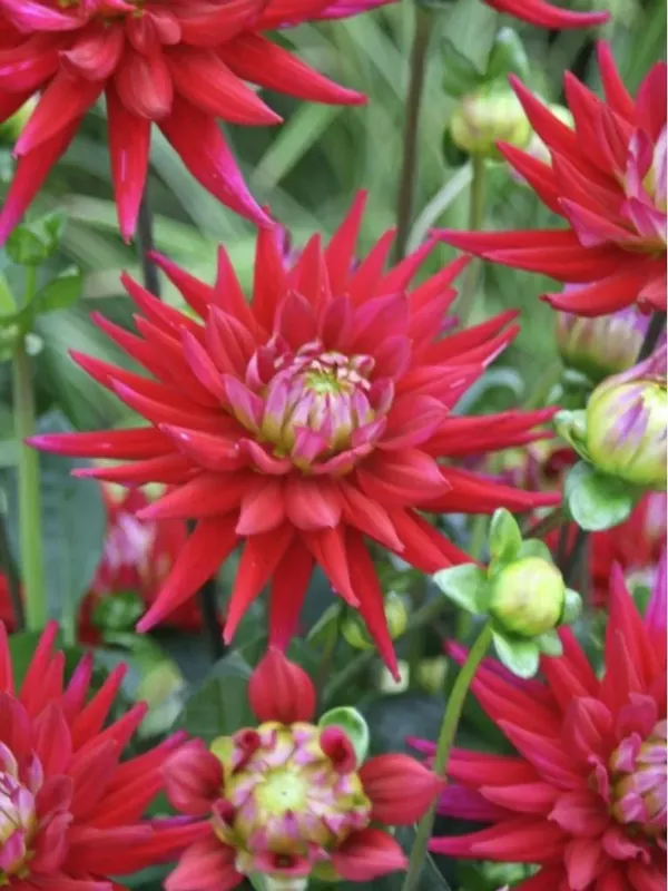 Nog maar een paar beschikbaar | Dahlia (Dahlia ‘Karma Purple Corona‘)