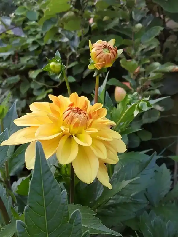 Opruiming | Dahlia (Dahlia ‘Karma Gold‘)