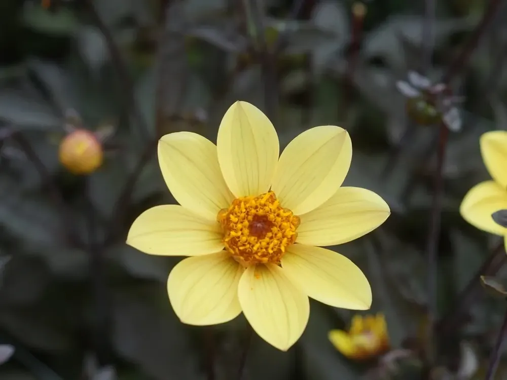 Dahlia (Dahlia ‘Happy Single Party‘) | Profiteer nu