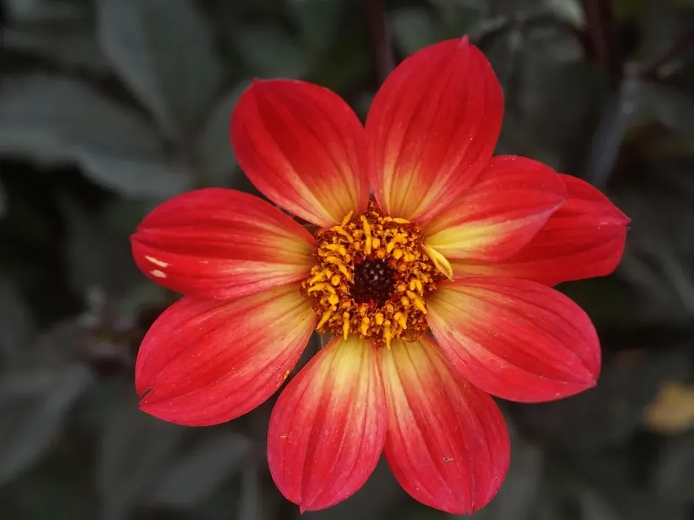 Dahlia (Dahlia ‘Happy Single Flame‘) - Bespaar nu