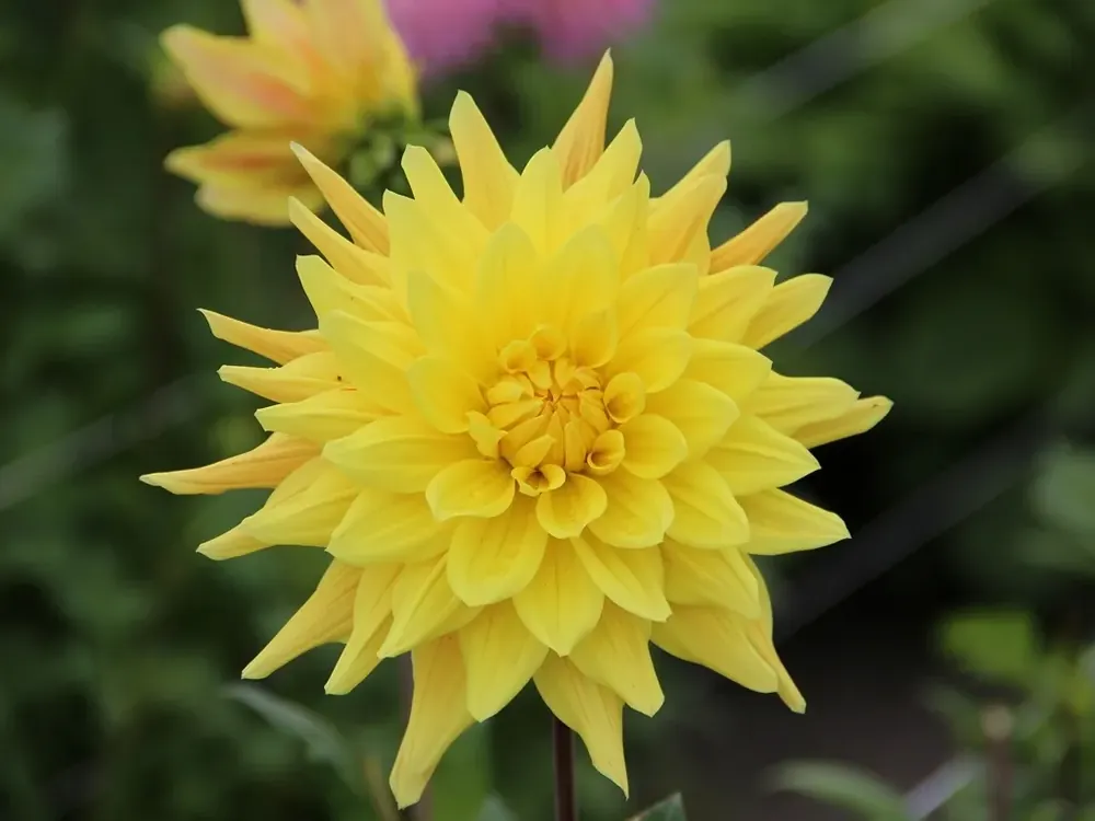 Dahlia (Dahlia ‘Gelber Vulcan‘) | Op voorraad