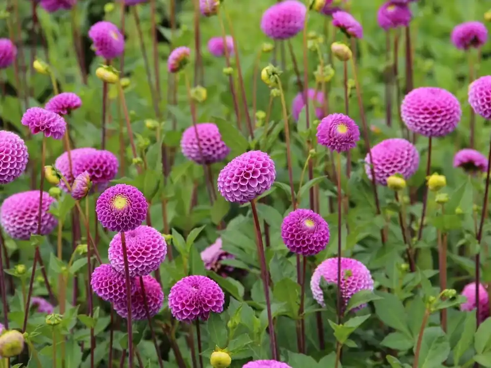 Voordeelprijs | Dahlia (Dahlia ‘Franz Kafka‘)