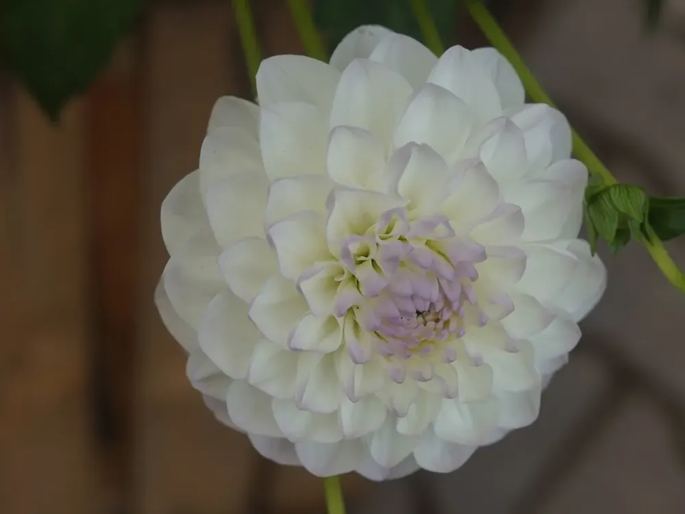 Veel gevraagd | Dahlia (Dahlia ‘Eveline‘)