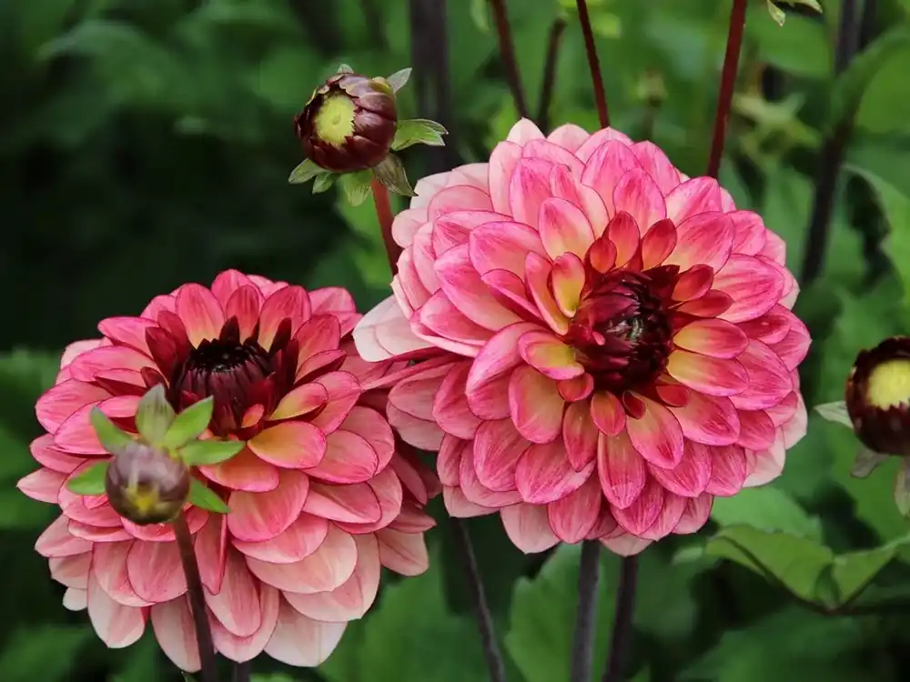 Dahlia (Dahlia ‘Crème de Cognac‘) - Topkwaliteit