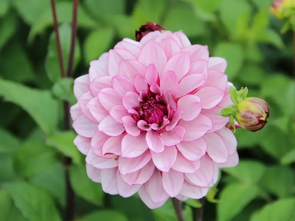 Dahlia (Dahlia ‘Crème de Cassis) | Erg populair