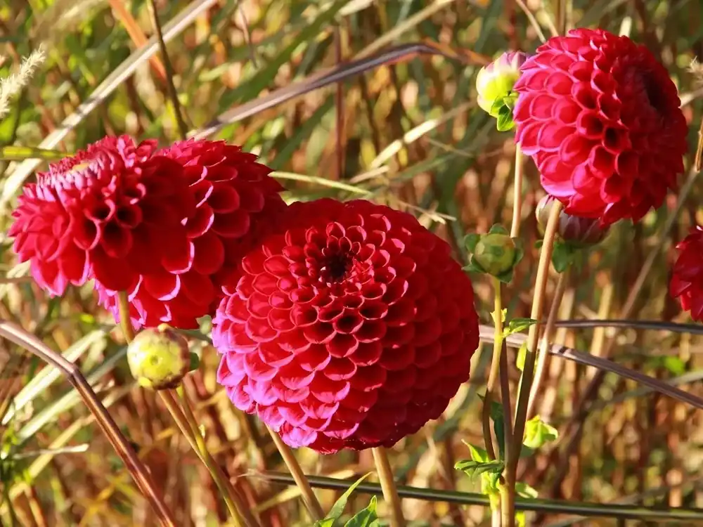 Dahlia (Dahlia ‘Cornel‘) | Superprijs