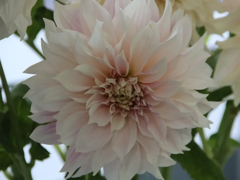 Voeg toe aan winkelwagen - Dahlia (Dahlia ‘Café au Lait‘)