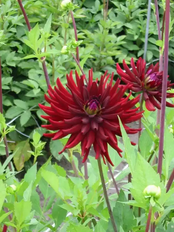 Dahlia (Dahlia ‘Chat Noir‘) | Flitsaanbieding