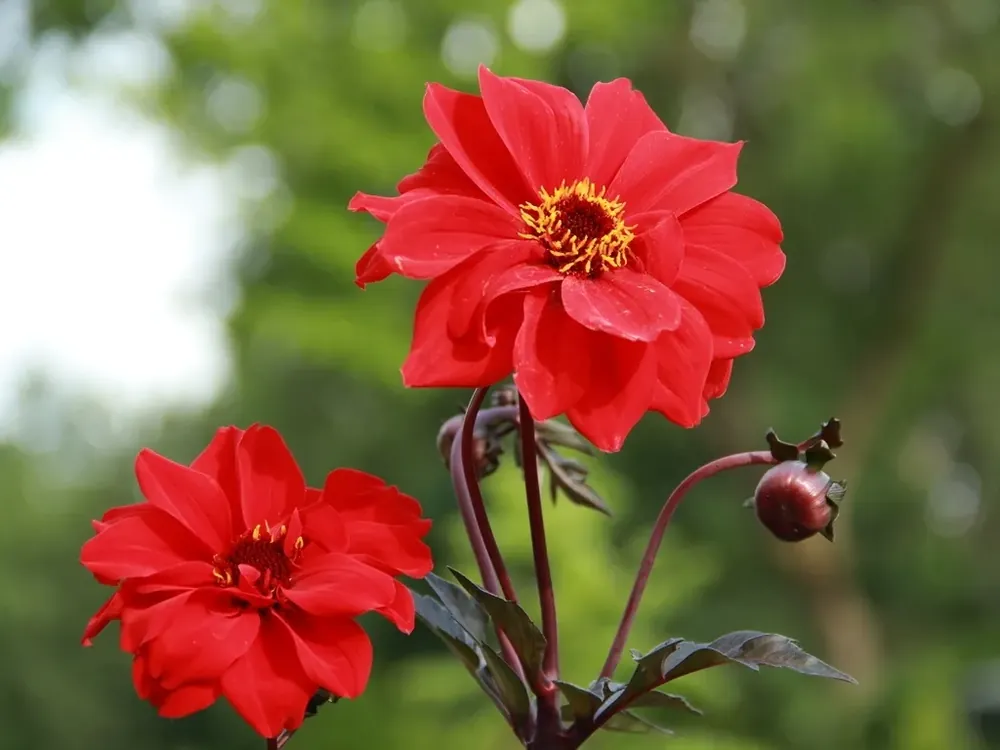 Topdeal - Dahlia (Dahlia ‘Bishop of Llandaff‘)