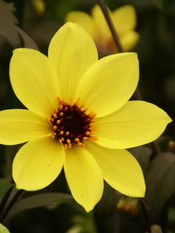 Veilige betaling - Dahlia (Dahlia ‘Bishop of York‘)