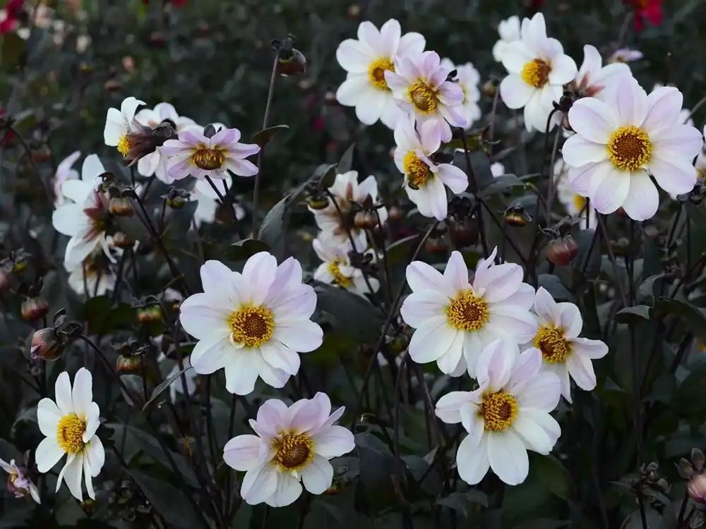 Dahlia (Dahlia ‘Bishop of Dover‘) | Aanbieding