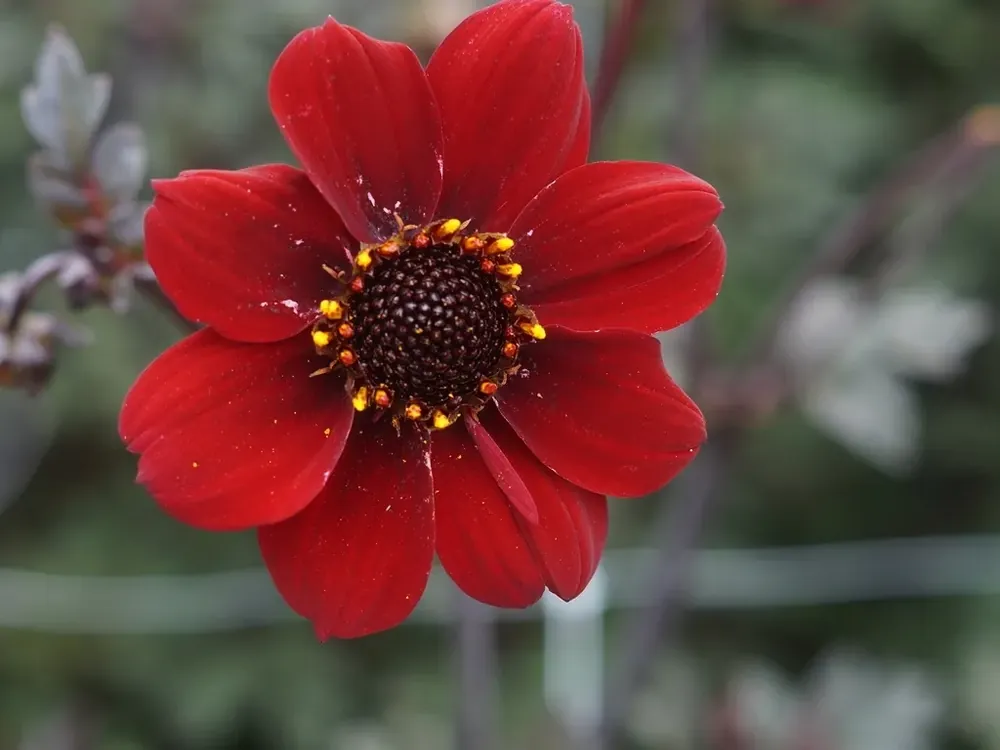 Dahlia (Dahlia ‘Bishop of Auckland‘) - Extra korting