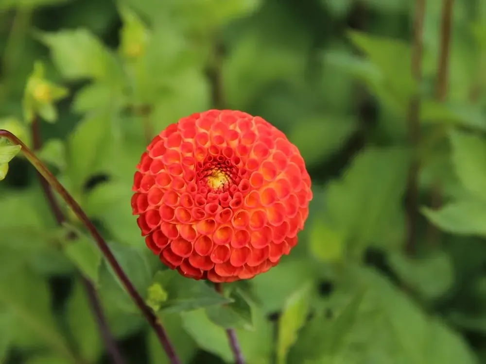 Dahlia (Dahlia ‘Bantling‘) - Flitsaanbieding