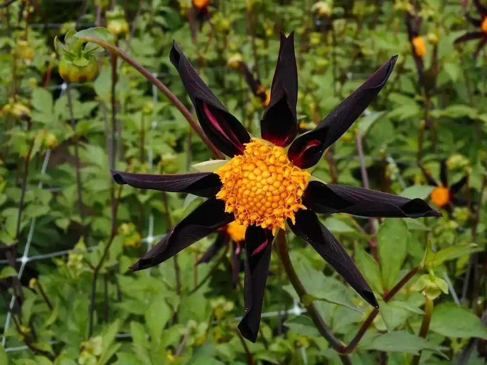 Sale - Dahlia (Dahlia ‘Verrone‘s Obsidian‘)