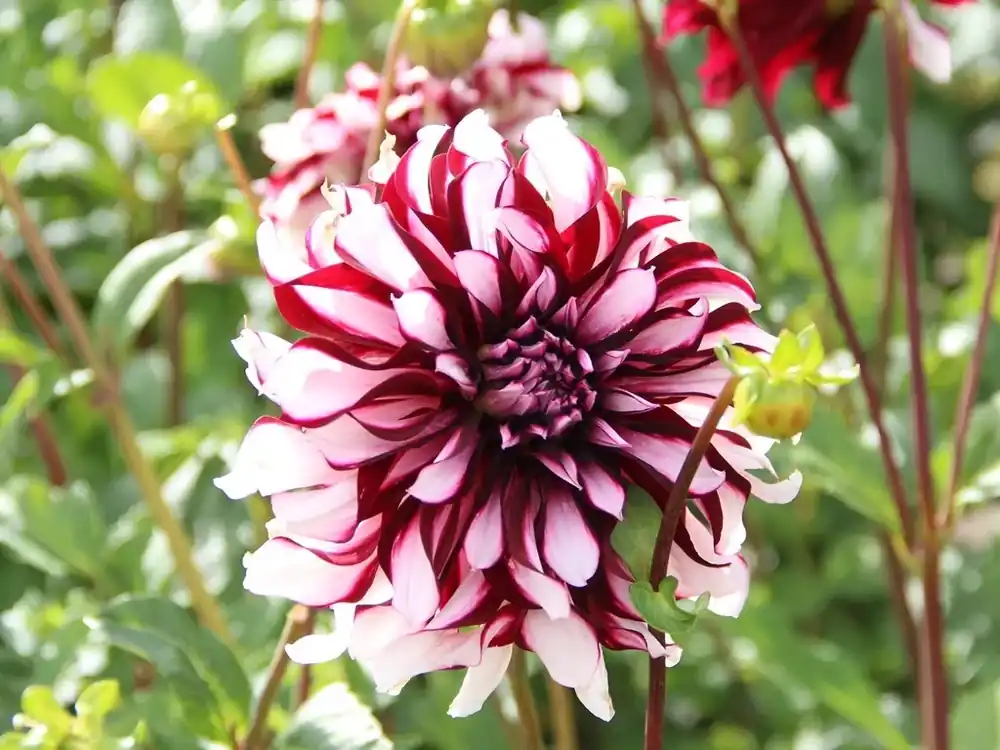 Topprijs | Dahlia (Dahlia ‘Tartan‘)