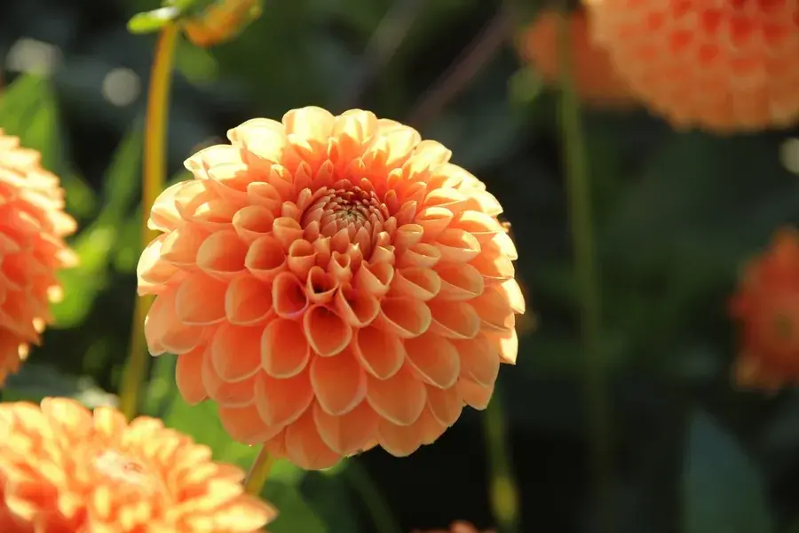 Topproduct - Dahlia (Dahlia ‘Sylvia‘)
