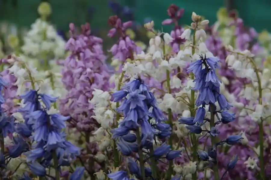 Boshyacint (Hyacinthoides hispanica mix) - Makkelijk bestellen