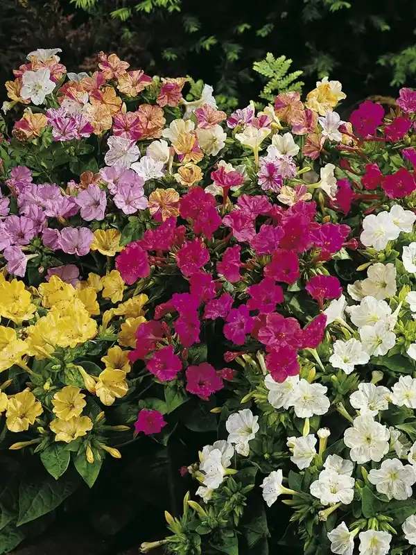 Nachtschone (Mirabilis jalapa) | Meest verkocht