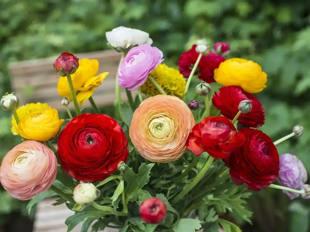 Goed beoordeeld - Ranonkel (Ranunculus asiaticus ‘Aviv‘ mix)
