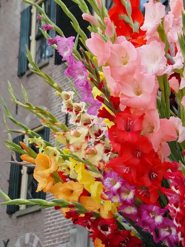 Gladiolen (Gladiolus grootbloemig mix) - Online bestellen