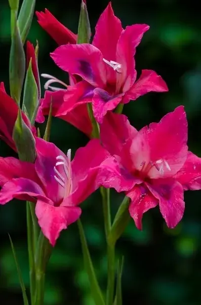 Pak je kans - Gladiolen (Gladiolus nanus ‘Vulcano‘)