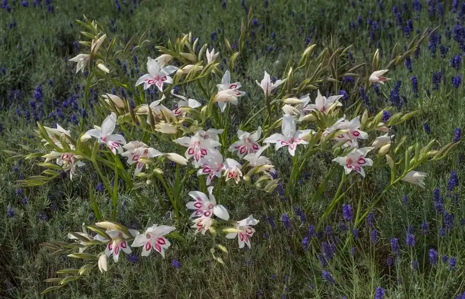 Direct kopen - Gladiolen (Gladiolus nanus ‘Nymph‘)