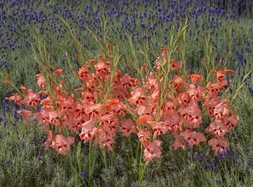 Gladiolen (Gladiolus nanus ‘Nathalie‘) | Voordeelprijs