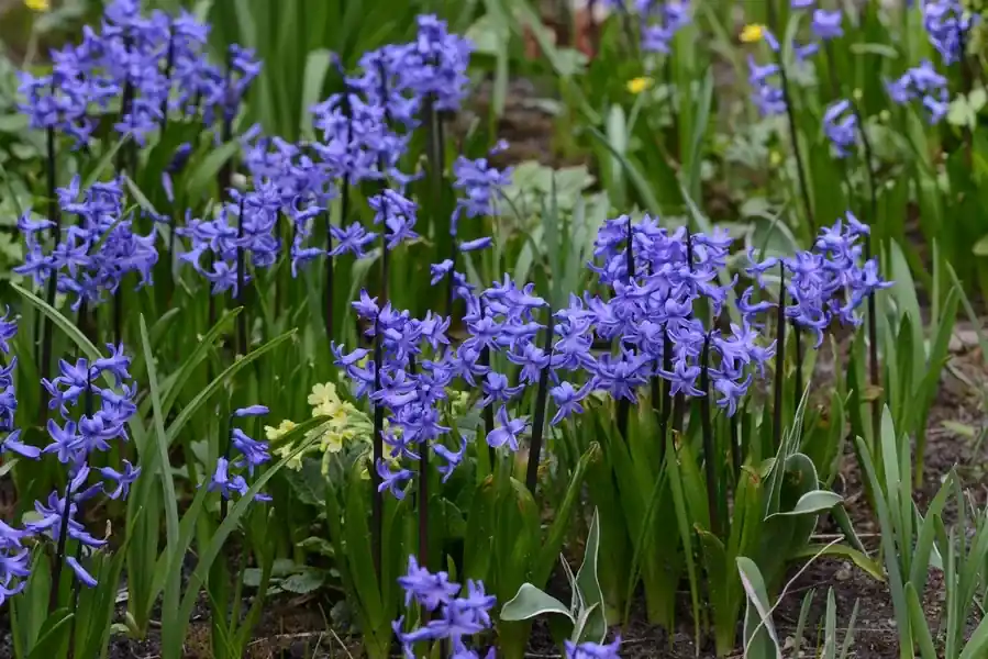 Hyacint (Hyacinthus ‘Anastasia‘) | Op = op