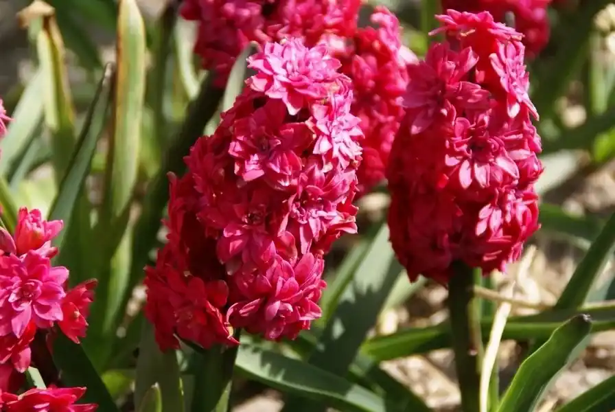 Hyacint (Hyacinthus orientalis ‘Hollyhock‘) - Topkwaliteit