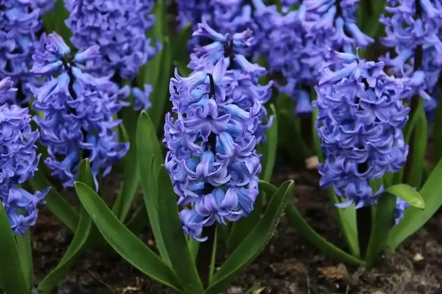 Hyacint (Hyacinthus orientalis ‘Blue Tango‘) - Scherp geprijsd