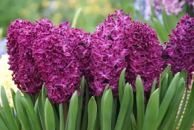 Direct bestellen | Hyacint (Hyacinthus ‘Woodstock‘)
