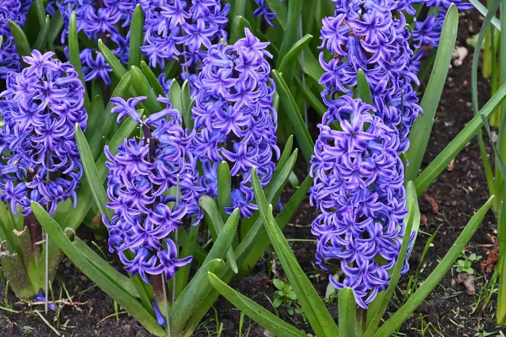 Hyacint (Hyacinthus ‘Blue Jacket‘) - Beste prijs