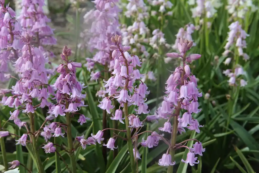 Boshyacint (Hyacinthoides ‘hispanica roze‘) - Aanrader