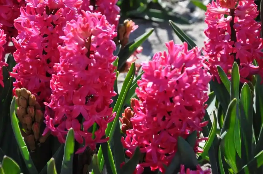 Voordelig - Hyacint (Hyacinthus ‘Jan Bos‘)