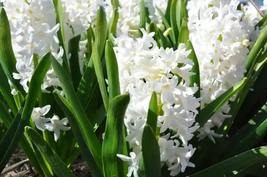 Hyacint (Hyacinthus orientalis ‘Aiolos‘‘) | Makkelijk bestellen