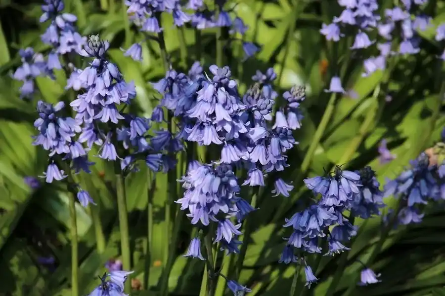 Boshyacint (Hyacinthoides hispanica blauw) | Nieuw binnen