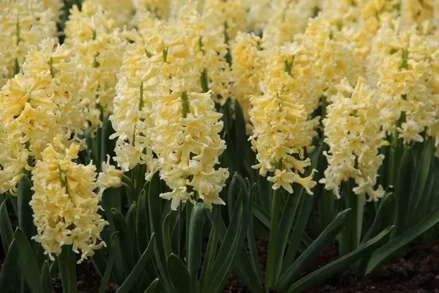 Hyacint (Hyacinthus ‘Yellow Queen‘) - Direct van de fabrikant