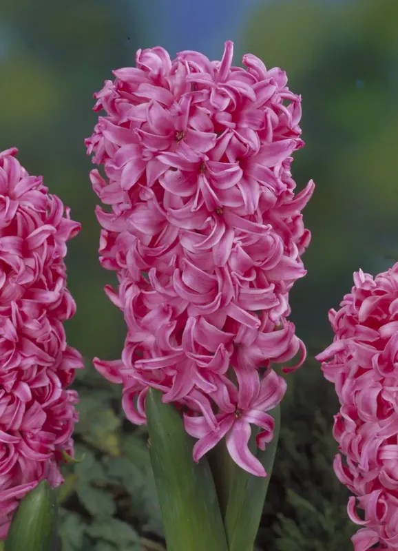 Hyacint (Hyacinthus ‘Pink Pearl‘) - Online bestelbaar